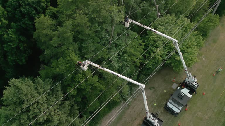 How Our Tree Care Process Works  in  Glendive, MT